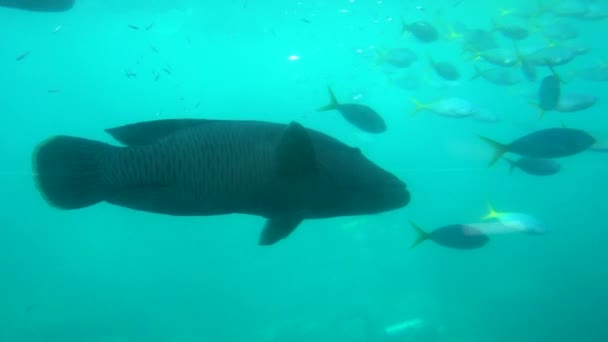 Un pez nadando bajo el agua — Vídeo de stock