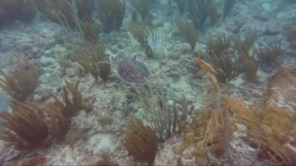 Unterwasserblick auf ein Schwimmbad — Stockvideo