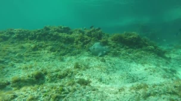 Подводный вид на зеленое поле — стоковое видео