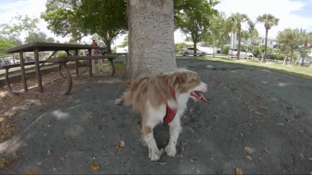 Tasmalı bir köpek — Stok video