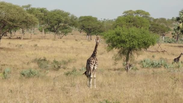 En flok giraf, der går over en tør græsmark. – Stock-video