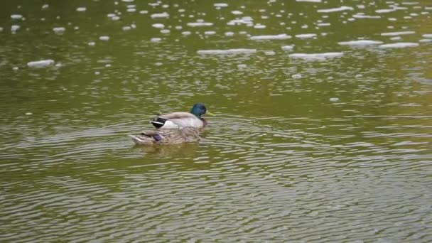 Un'anatra che nuota in un corpo d'acqua — Video Stock