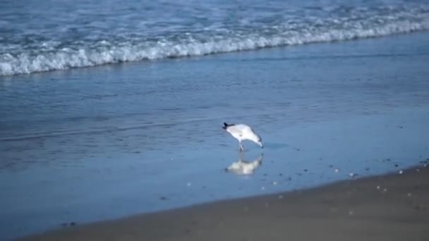 Ein Vogel steht am Strand — Stockvideo