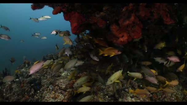 Eine Nahaufnahme der Spitze des Riffs in Zeitlupe — Stockvideo