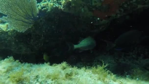 Un verde bajo el agua — Vídeos de Stock