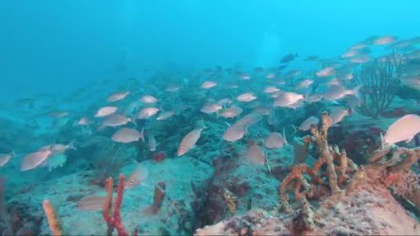 Vue sous-marine d'une piscine — Video