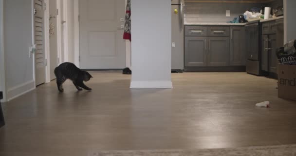 Кошка ходит по полу — стоковое видео