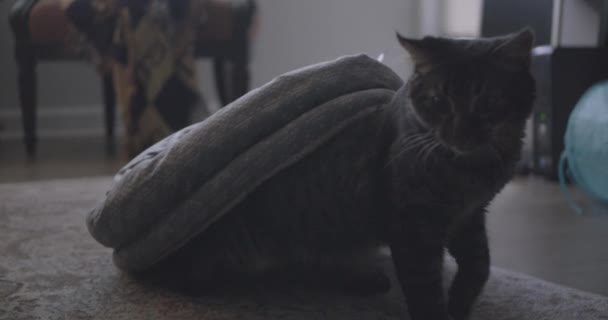 Eine Katze sitzt auf einem Tisch — Stockvideo