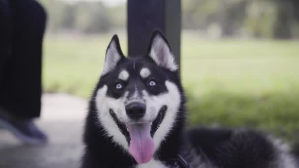 Um cão a olhar para a câmara — Vídeo de Stock