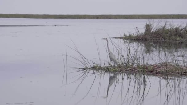 Водоем — стоковое видео