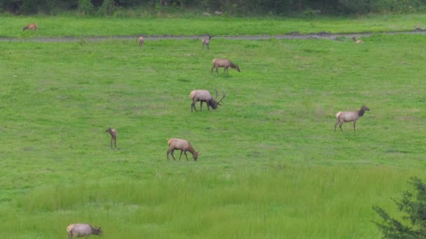 一群羊站在一片茂密的绿地上 — 图库视频影像