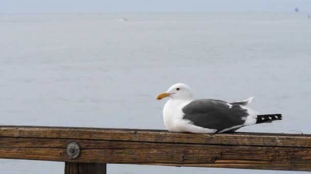 Een vogel zittend op een houten hek — Stockvideo