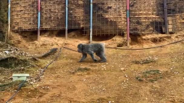 Un gatto che cammina su un edificio di mattoni — Video Stock