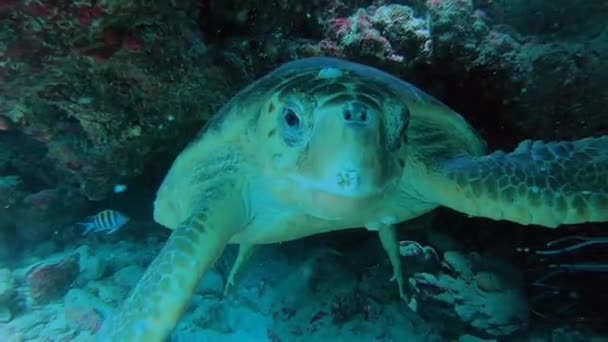 Una tortuga nadando bajo el agua — Vídeos de Stock