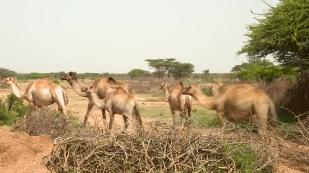 Un groupe de girafes debout sur un champ d'herbe sèche — Video