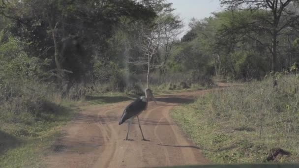 Un pájaro parado en un camino de tierra — Vídeo de stock