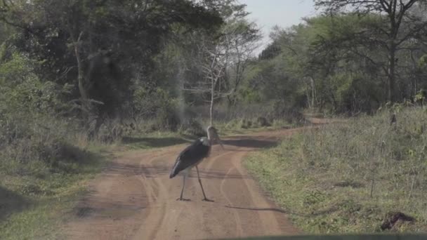 Een vogel die op een zandweg staat — Stockvideo