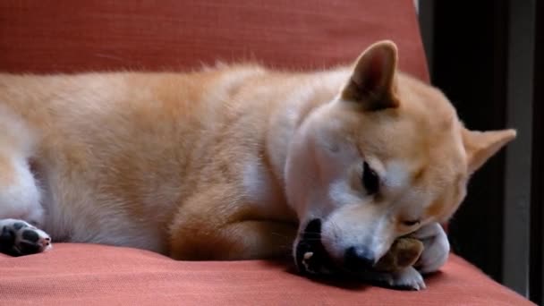 Un perro acostado en una cama — Vídeos de Stock