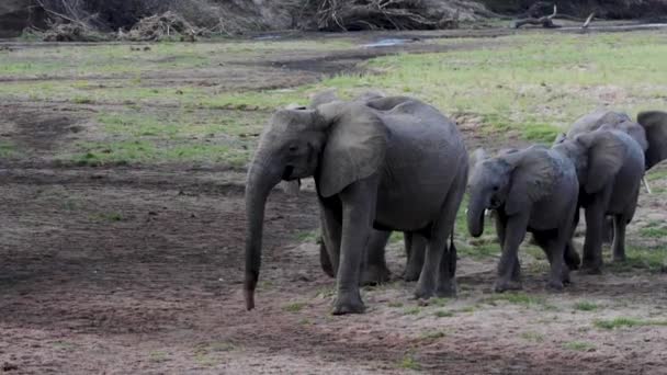 Un pequeño elefante de pie sobre un campo de tierra — Vídeos de Stock