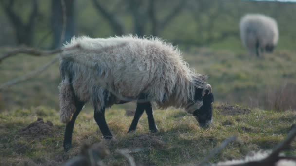 Uma cabra comendo grama perto de uma cerca — Vídeo de Stock