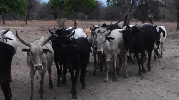 Un troupeau de bovins debout sur un champ de terre — Video