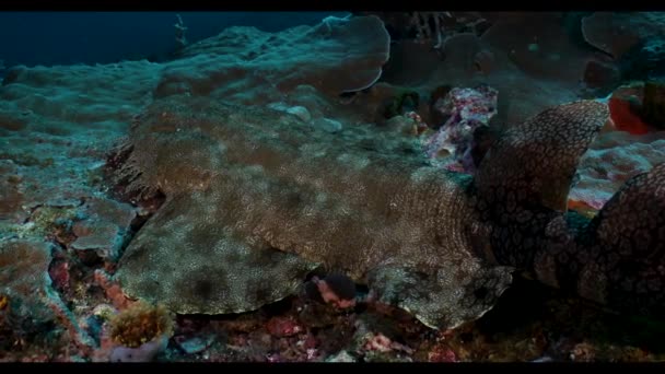 Vista submarina de una roca — Vídeos de Stock