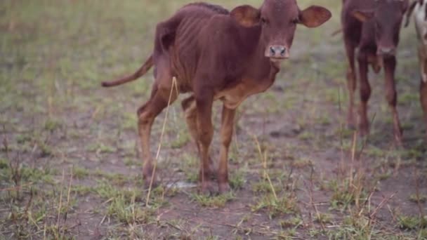 Een groep runderen boven op een grasveld — Stockvideo