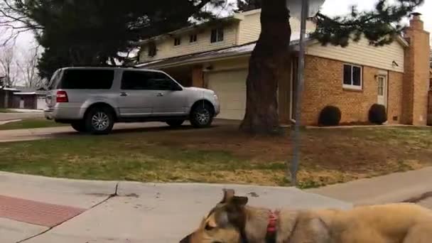 Een hond zittend aan de zijkant van een gebouw — Stockvideo