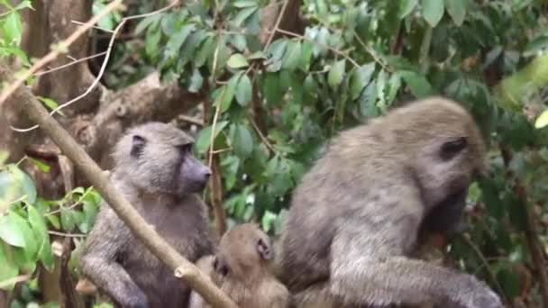 Un mono sentado en una rama — Vídeos de Stock