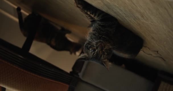 Eine Katze sitzt auf einer Holzoberfläche — Stockvideo