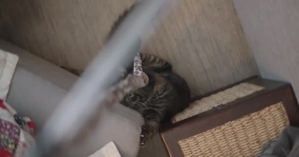 Eine Katze sitzt auf einem Tisch — Stockvideo