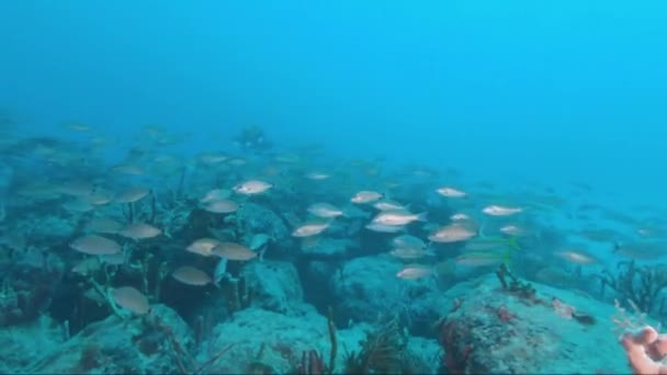 Underwater view of a swimming pool — Stock Video