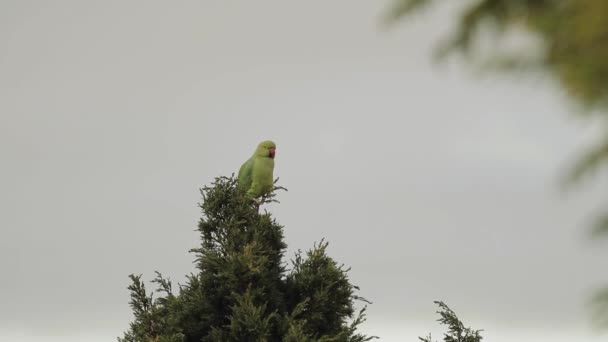 Een Groene papegaai bovenop de boom — Stockvideo