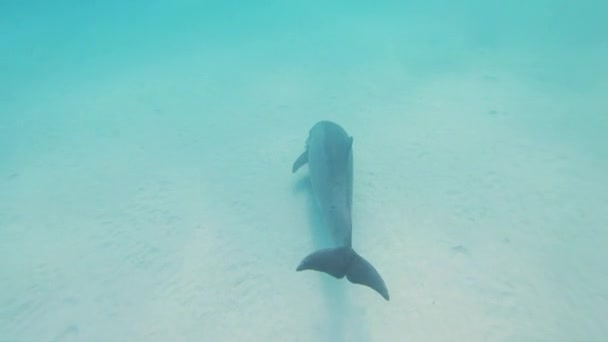 Un pez nadando bajo el agua — Vídeo de stock