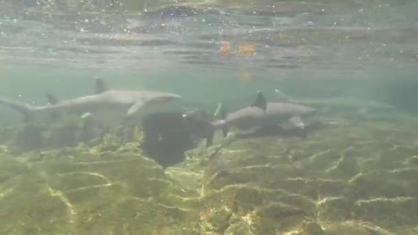Um peixe nadando debaixo de água — Vídeo de Stock
