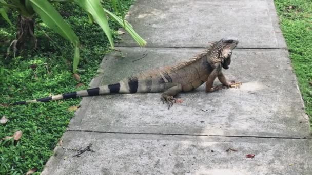 Un lagarto parado en una acera — Vídeo de stock