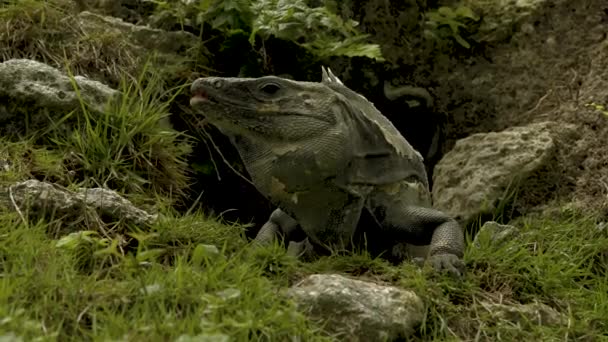 En reptil som står på en sten — Stockvideo