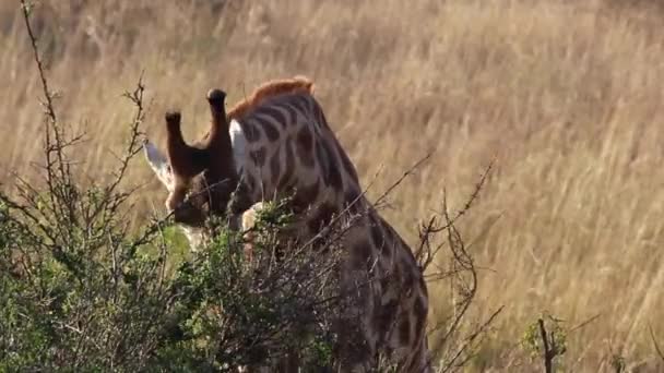 Μια ψηλή καμηλοπάρδαλη στέκεται πάνω από ένα χωράφι με γρασίδι. — Αρχείο Βίντεο