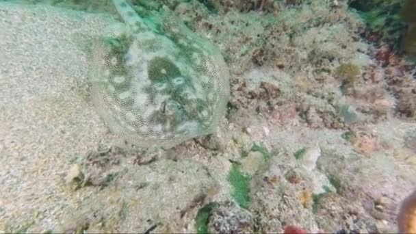 Vista submarina de un coral — Vídeo de stock