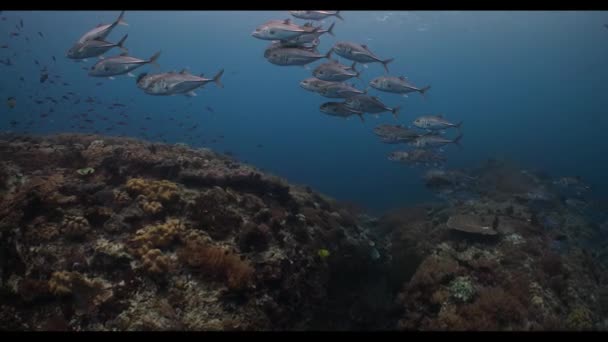 Unterwasserblick auf ein Schwimmbad — Stockvideo