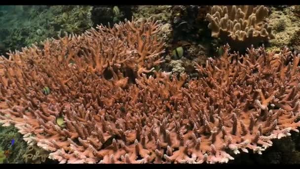 Un primer plano de un coral — Vídeos de Stock