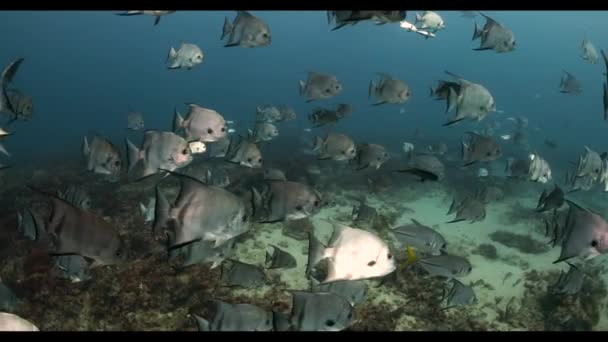 A close up of school of gray angel fish on coral reef — Vídeo de Stock