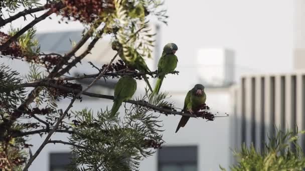 A parrot sitting on top of a tree — Vídeo de Stock