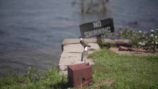 A bench is sitting in the grass — Video Stock