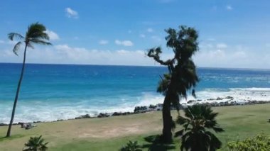 Ağaçların arkasından sağa doğru yükseliyor. Hawaii sahillerinde turistlerle birlikte.