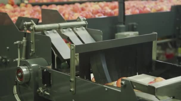 A apples being sorted out on assembly line — 图库视频影像