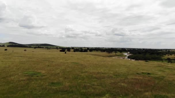 Tracking right on open grass area in Africa — Stock Video