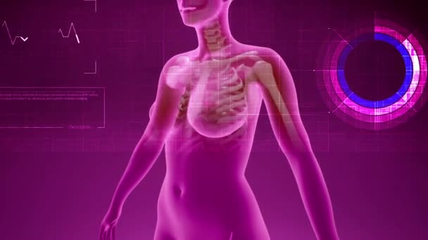 A Push out from pink 3D female model spinning as X-ray and HUD info scans chest — Stock Video