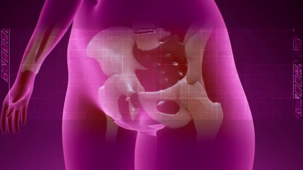 Een close-up van draaiende roze 3D vrouwelijke model bekken gebied met transparante x-ray scanner en biometrische lezer — Stockvideo