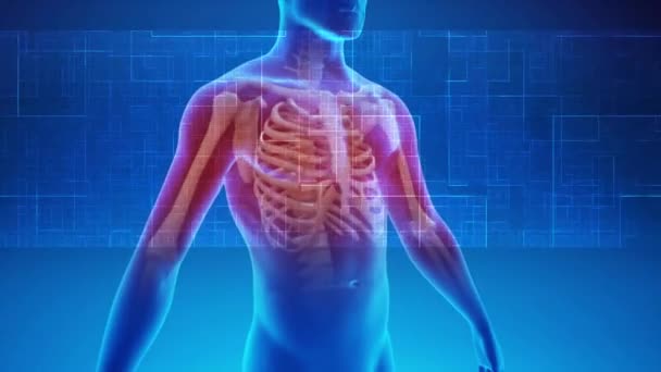Obracający się niebieski wskaźnik temperatury ciała mężczyzny 3D idzie w dół ciała z cyfrowym skanerem — Wideo stockowe